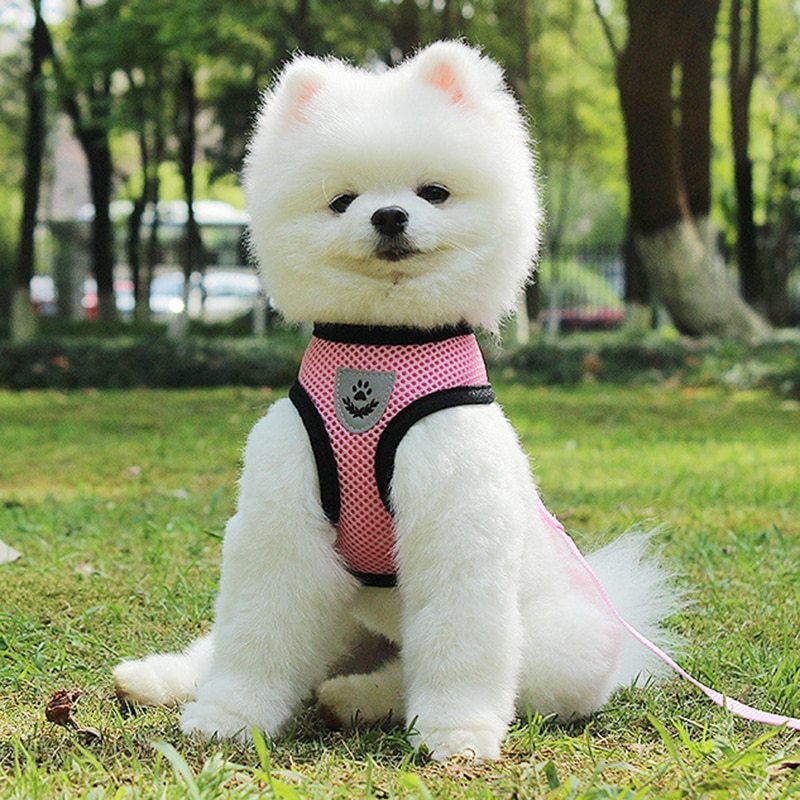 Dog Car Seat Belt Leash – Safety Harness for Pet Travel